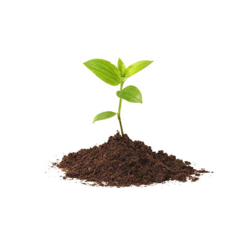 Life Extension, plant with leaves sprouting out of a pile of soil 